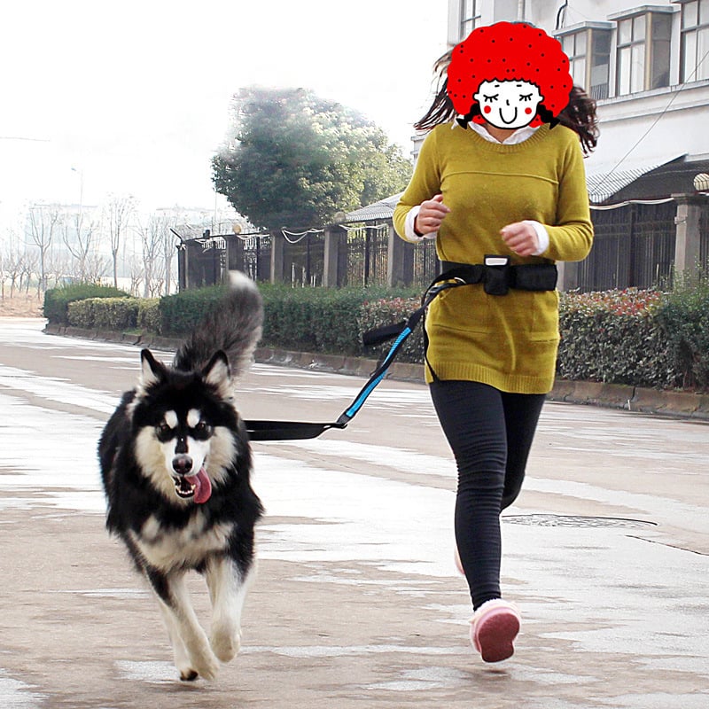 Reflective Elastic Pet Running Traction Belt for Fitness